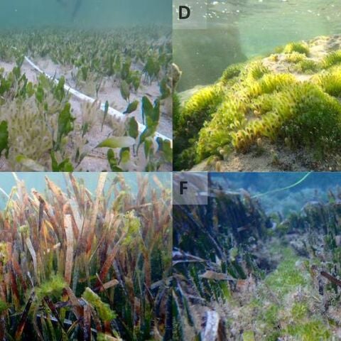 El alga invasora 'Batophora occidentalis' creciendo en la laguna Estany des Peix, en Formentera. 