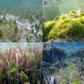 El alga invasora 'Batophora occidentalis' creciendo en la laguna Estany des Peix, en Formentera. 