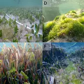 El alga invasora 'Batophora occidentalis' creciendo en la laguna Estany des Peix, en Formentera. El alga invasora 'Batophora occidentalis' creciendo en la laguna Estany des Peix, en Formentera.