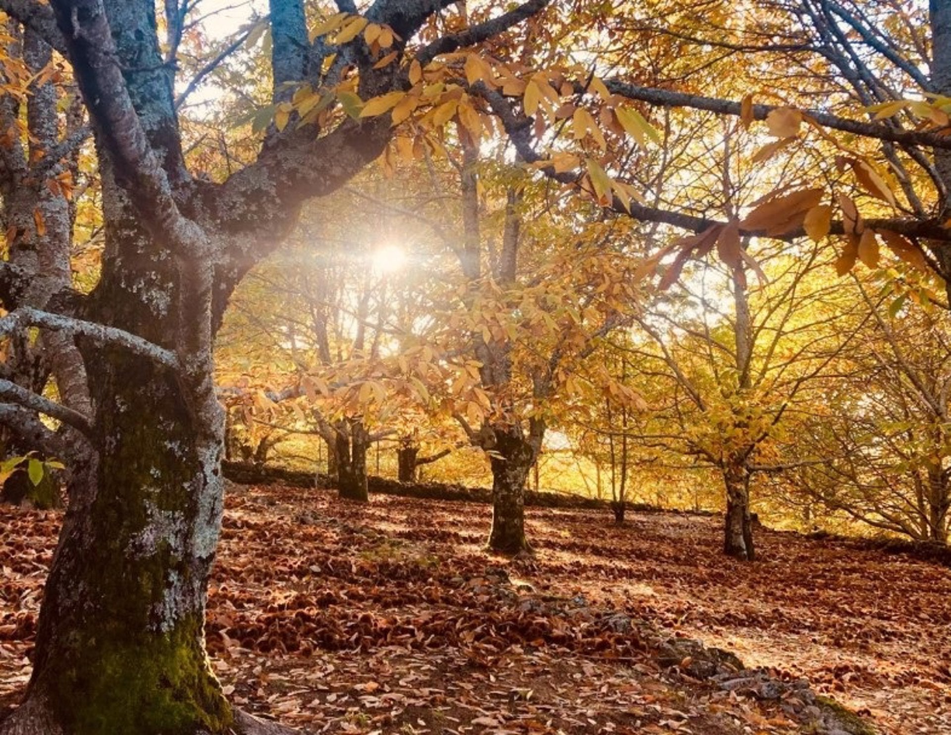 El Valle del Jerte celebra una nueva edición de Otoñada para poner en valor sus paisajes, sabores y costumbres El Valle del Jerte celebra una nueva edición de Otoñada para poner en valor sus paisajes, sabores y costumbres