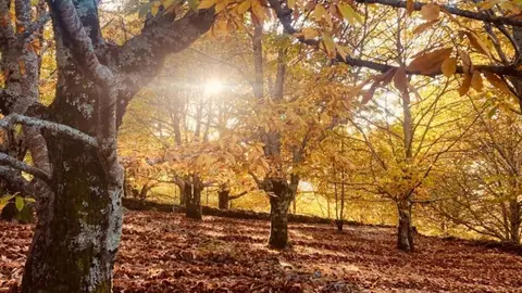 El Valle del Jerte celebra una nueva edición de Otoñada para poner en valor sus paisajes, sabores y costumbres El Valle del Jerte celebra una nueva edición de Otoñada para poner en valor sus paisajes, sabores y costumbres