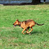 Imagen de archivo de un perro corriendo 