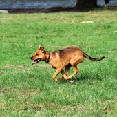 Imagen de archivo de un perro corriendo Imagen de archivo de un perro corriendo