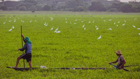 Colombia - Los Llanos