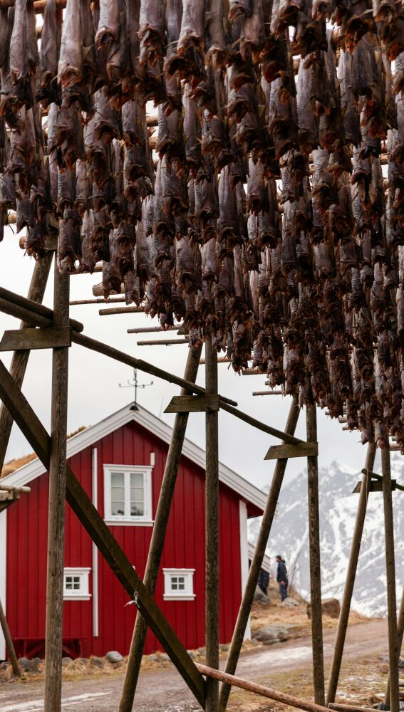 Secadero de pescado, una estampa típica en las islas Lofoten