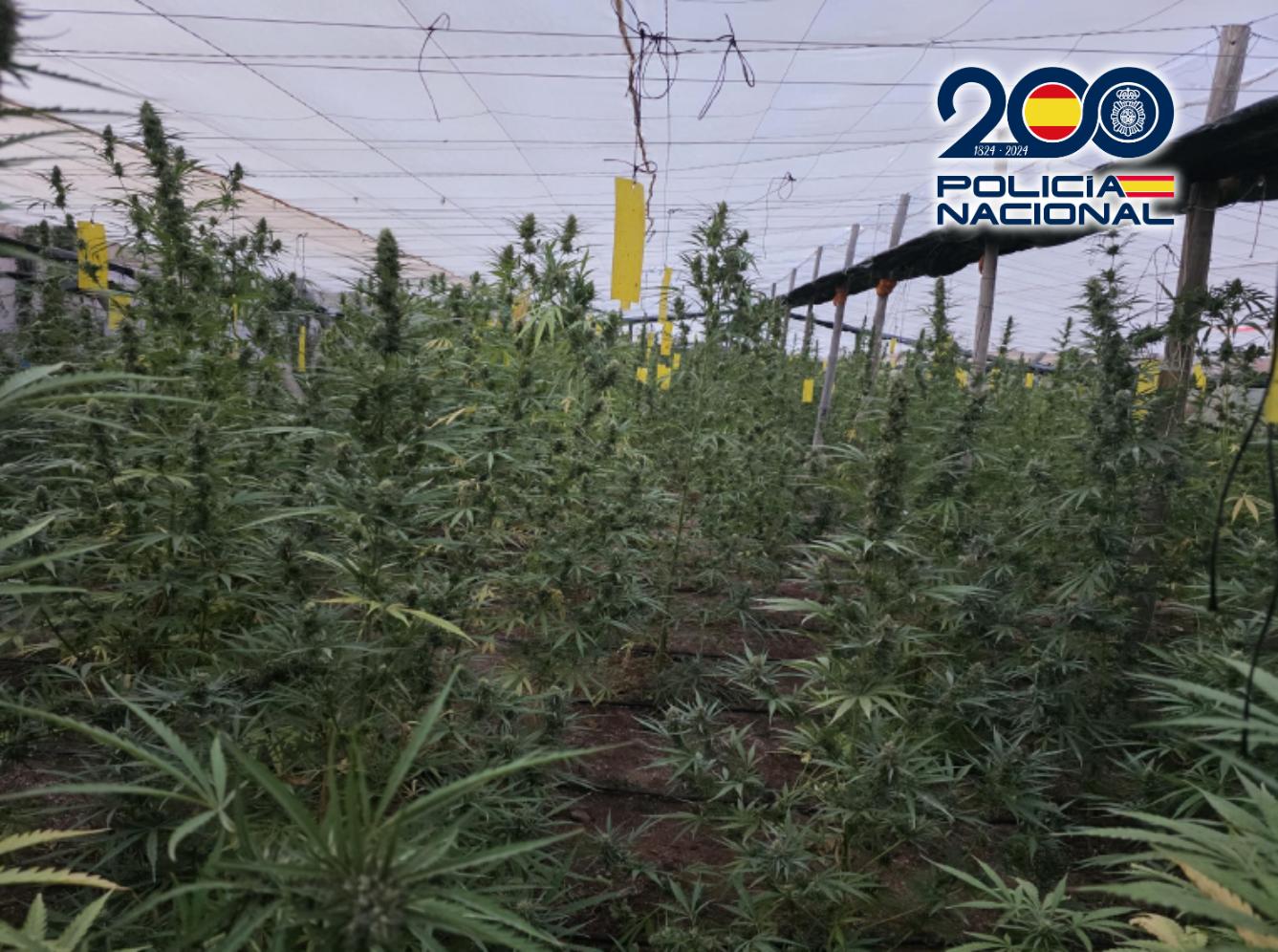 Desmantelada en Matagorda una plantación con 3.300 plantas de marihuana de dos metros de altura Desmantelada en Matagorda una plantación con 3.300 plantas de marihuana de dos metros de altura