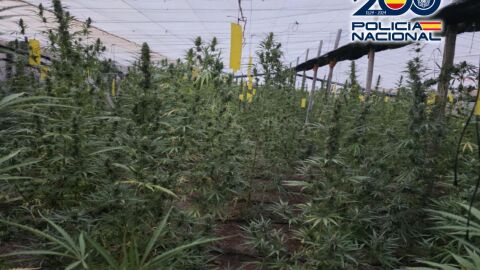 Desmantelada en Matagorda una plantaci&oacute;n con 3.300 plantas de marihuana de dos metros de altura