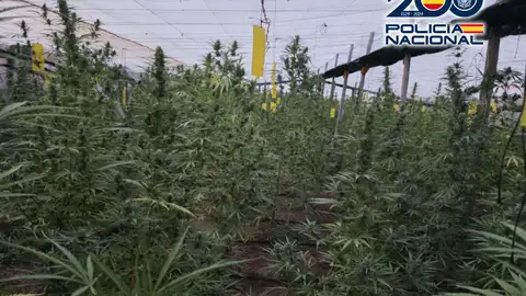 Desmantelada en Matagorda una plantación con 3.300 plantas de marihuana de dos metros de altura Desmantelada en Matagorda una plantación con 3.300 plantas de marihuana de dos metros de altura