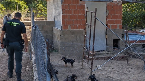 La Guardia Civil desmantela dos criaderos clandestinos de perros en la provincia de Cuenca