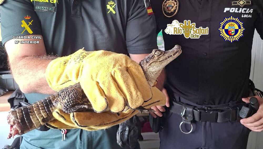 Localizado el caimán de pequeño tamaño que estaba en paradero desaparecido desde julio en Sax.