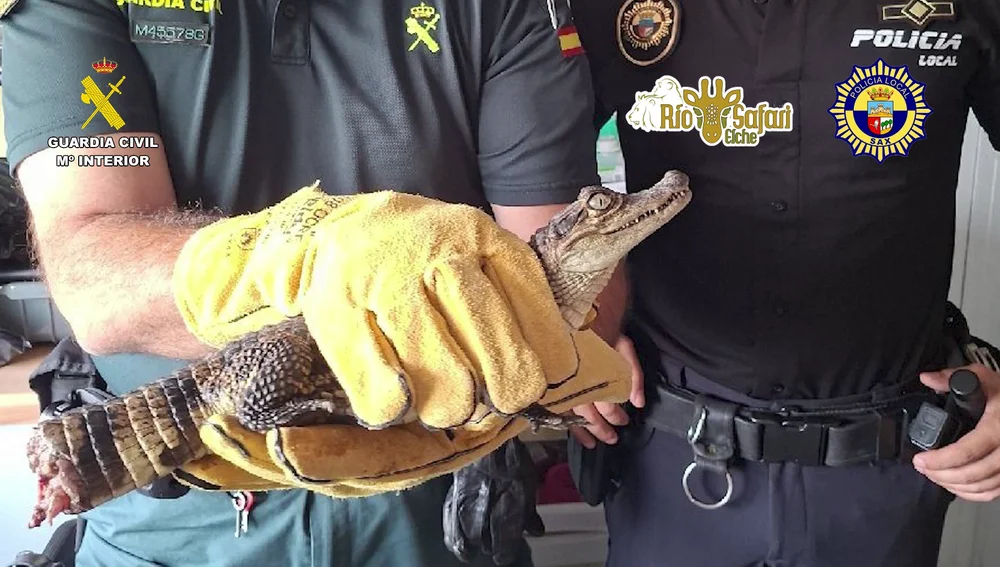 Localizado el caimán de pequeño tamaño que estaba en paradero desaparecido desde julio en Sax. Localizado el caimán de pequeño tamaño que estaba en paradero desaparecido desde julio en Sax.