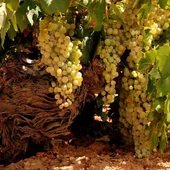El vino de Valdepeñas renueva su mirada apostando por lo autóctono y nuevos perfiles de consumo El vino de Valdepeñas renueva su mirada apostando por lo autóctono y nuevos perfiles de consumo